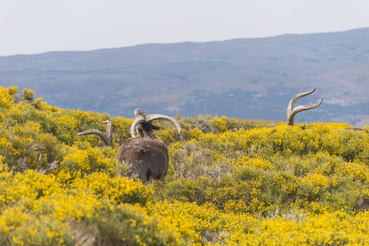 Conoce el Festival del Piorno de Gredos